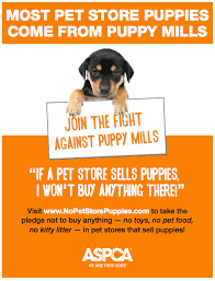 Barred From Love Pet Store Puppies Pet Store Puppies