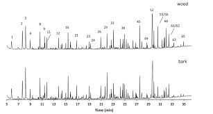 Image result for Monotes africanus