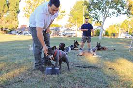 100 years of experience · trusted by 875,000 owners Bay Area Family K 9