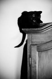 Pin By Becca Genoni On Meow Cats Animals Black Cat