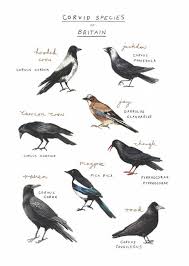 Corvid Species Of Britain Art Print Corvid Poster Etsy Ravan Picture Species Family Tattoo Designs
