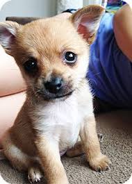 Check spelling or type a new query. Encino Ca Chihuahua Pomeranian Mix Meet Hope 2 Lbs A Puppy For Adoption Puppy Adoption Pomeranian Chihuahua Mix Chihuahua Mix Puppies