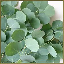 Image result for Eucalyptus