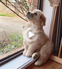 Beautiful Dog Puppy Pet In 2020 Beautiful Dogs Really Funny Dog Videos Dogs