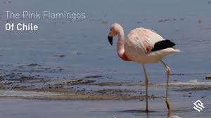 See more ideas about pink flamingos, flamingo, flamingo party. The Pink Flamingos Of Chile Youtube