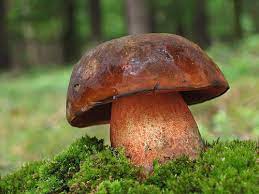Bolet A Pied Rouge