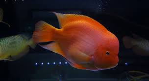 Any color or modifications tend to shorten their lifespan dramatically. King Kong Parrot Care Tank Requirement Lifespan Breeding Tank Mates