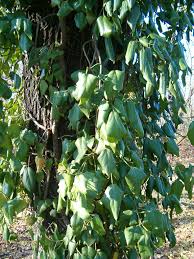 Hedera helix (common ivy, english ivy) is a species of ivy native to most of europe and western asia. Ø¹Ø´Ù‚Ø© ÙˆÙŠÙƒÙŠØ¨ÙŠØ¯ÙŠØ§