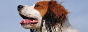 Find a nederlandse kooikerhondje puppy from reputable breeders near you and nationwide. Vereniging Het Nederlandse Kooikerhondje Home Facebook