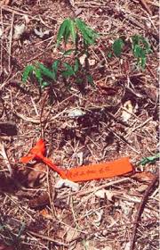 Image result for Kotschya uguenensis