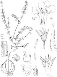 Image result for Agelanthus igneus