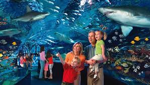 Ripleys Aquarium Coupons And Discount Tickets 2015 Ripley Aquarium Gatlinburg Coupons Ripleys Aquarium Gatlinburg