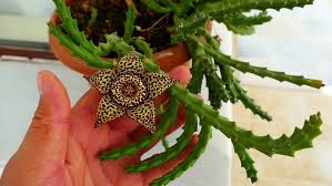 To blossom, you will want to provide the cactus with proper vernalization keeping it in a. Star Shaped Cactus Flower Stock Footage Video 100 Royalty Free 1015498354 Shutterstock