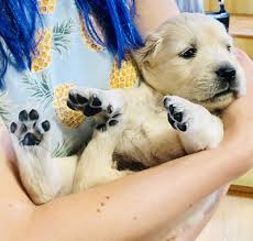 The reputable breeders represented on our website are strictly golden retriever breeders — meaning we know this breed uniquely, because that's all we do! Golden Retriever Puppies For Sale Phelps Road Ca 306328