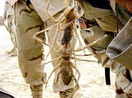 This allows them to breathe large amounts of oxygen quickly and move faster than most insects their size. Camel Spider Confusing Perspective