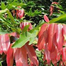 Image result for Diospyros gabunensis