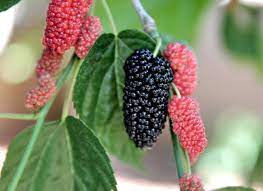 The fruit of the mulberry tree (morus spp., generally grown in united states department of agriculture plant hardiness zones 4 through 8) finds extensive use as a food, and the trees themselves are often. How To Prune A Mulberry Tree Suffolk Fruit And Trees The Fruit Tree Specialists