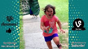 Download Social Video Instantly Funny Cat Fails Funny Kid Fails Funny Kids