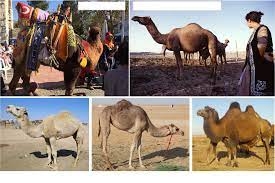 Its distribution and state of domestication in the middle east during the third. Https Agritrop Cirad Fr 594209 1 594209 Pdf