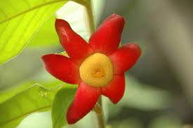 Image result for Uvaria