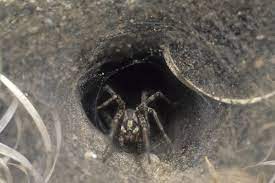 They often wander inside the house. Ohio S Natural Enemies Funnel Weaver Spiders Ohioline