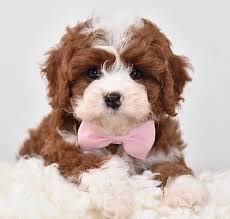 Multigenerational cavapoos (multigens for short) are cavapoo puppies where both the mother and the father are cavapoos. Beautiful Cavapoo Puppies For Sale Home Facebook