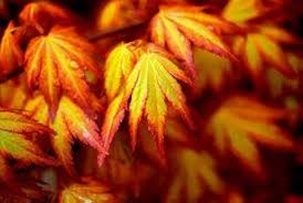 Image result for Acer palmatum `Orange Dream`
