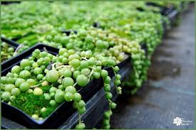 Image result for Senecio greenwayi