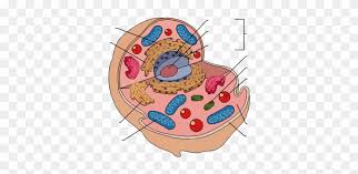 We did not find results for: Brain Label Diagram Blank Search Results Brain Anatomy Blank Animal Cell Diagram Free Transparent Png Clipart Images Download