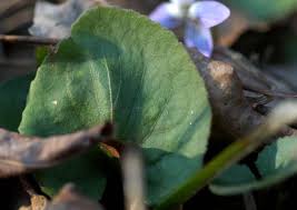 Image result for Landolphia villosa