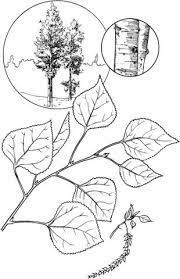 Delivery birds coloring page download 2.00. Quaking Aspen Tree Coloring Page From Aspens Category Select From 26307 Printable Crafts Of Cartoons Nature Aspen Trees Tattoo Tree Coloring Page Aspen Trees
