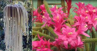 Апорокактус флагеллиформис aporocactus flagelliformis фото. Rat Tail Cactus How To Grow Care For Aporocactus Flagelliformis