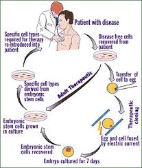 Benefits Cloning Basics For Kids