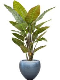 Image result for Strelitzia alba