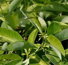 Image result for Cryptolepis apiculata