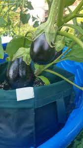 Eggplant In Grow Bags Container Gardening Grow Bags Growing Vegetables