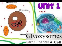 Plant cells have this structure, which helps degrade lipids. Glyoxysomes Definition Structure And Function Fsc Biology Ch 4 Cell Youtube