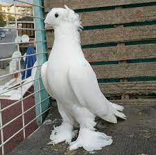fantail pigeon evcil hayvanlar guzel kuslar kus