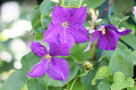 Maybe you would like to learn more about one of these? Clematis The President Pflege Schneiden Und Uberwintern Hausgarten Net