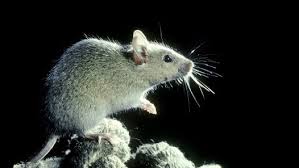 Homemade Rat And Mice Repellent Best Pest Control Rat Repellent Natural Rat Repellent
