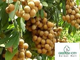 Try different spin modes and balls. Gnc Dimocarpus Longan Fruit Tree Anak Buah Pokok Longan Ping Pong Mata Kucing Edo é¾™çœ¼çŽ‹ Gardenmart4u Com