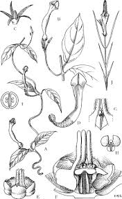 Image result for Ceropegia namuliensis