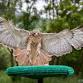 Raptors of Wyoming: Habitats and Homes event image