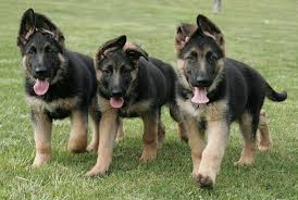 How do you buy a german shepherd? Early Spaying Neutering Of German Shepherd Dogs Purina Pro Club
