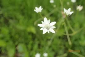 Image result for Alepidea