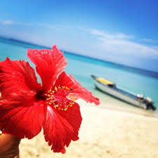 Bula And Good Morning From Fiji We Hope You All Have A Happy Day Image Captured By Cian Wong On Instagram Fiji Fiji Have A Happy Day Tropical Vibes