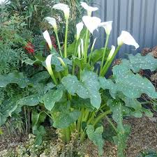 Le Zantedeschia Aethiopica Himalaya Un Arum D Ethiopie Geant Feuillage Promesses De Fleurs Arum