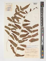 Image result for Ampelopteris