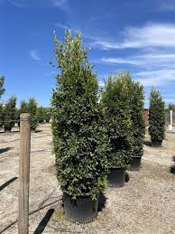 Image result for Ficus demeusei