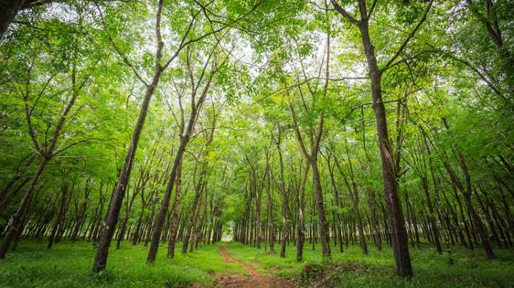 ormanlar ile ilgili gÃ¶rsel sonucu